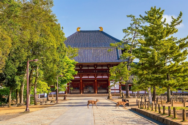 Foto cervos no templo todaiji em nara, japão