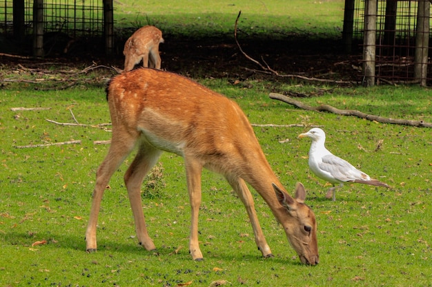 Cervos pastando no campo na holanda