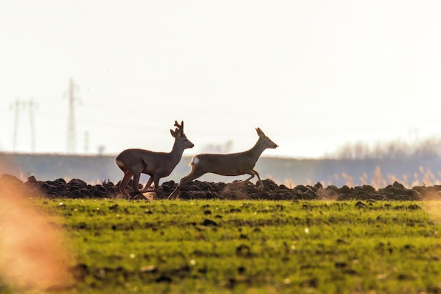 Cervos selvagens em um campo, primavera