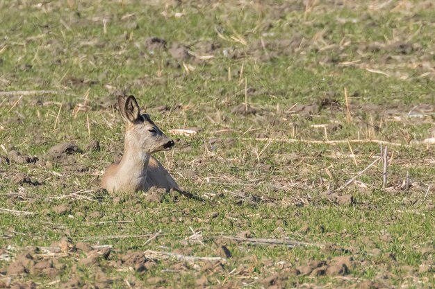 Cervos selvagens em um campo, primavera