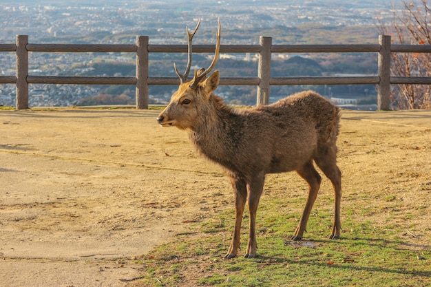 Cervos selvagens japoneses no topo da montanha de wakakusa.