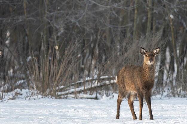 Cervos selvagens na floresta de inverno na natureza