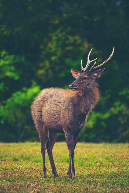 cervos selvagens na floresta, Parque Nacional de Khao Yai, Tailândia