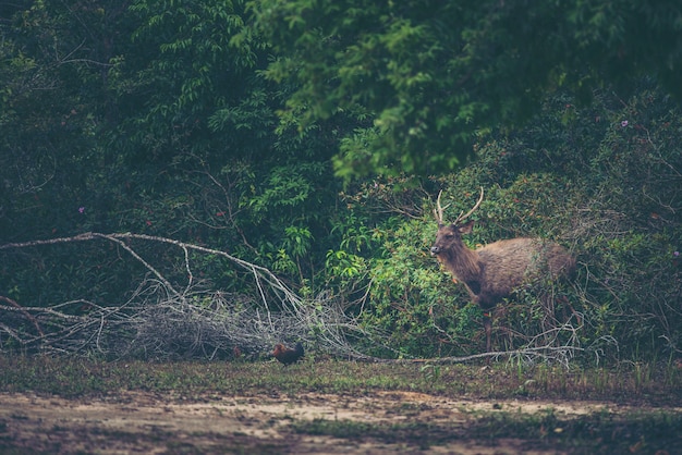 cervos selvagens na floresta