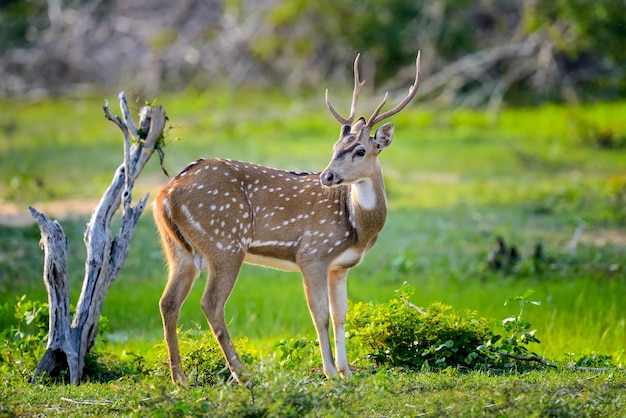 Cervos selvagens pintados no Parque Nacional de Yala, Sri Lanka