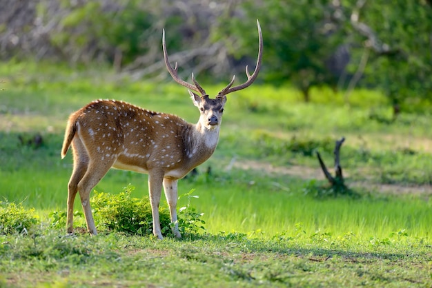 Cervos selvagens pintados no parque nacional de Yala