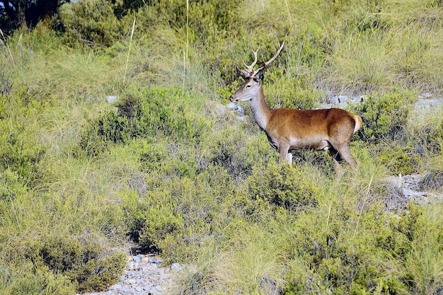 Cervus elaphus: el ciervo común, también llamado ciervo europeo, ciervo rojo.