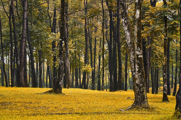 Césped amarillo a la sombra de los árboles en el jardín natural