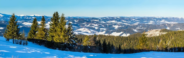 En el césped cubierto de nieve, los bonitos árboles se vierten con copos de nieve en un día helado de invierno