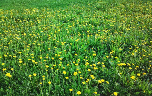 Foto el césped de diente de león en el fondo del campo forestal