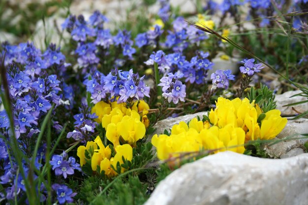 Césped de flores violetas y amarillas en un campo de piedra