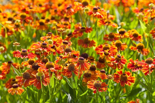 Césped florido de flor gaillardia