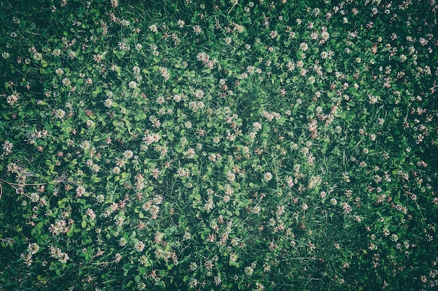 El césped de fondo de flor natural de trébol floreciente