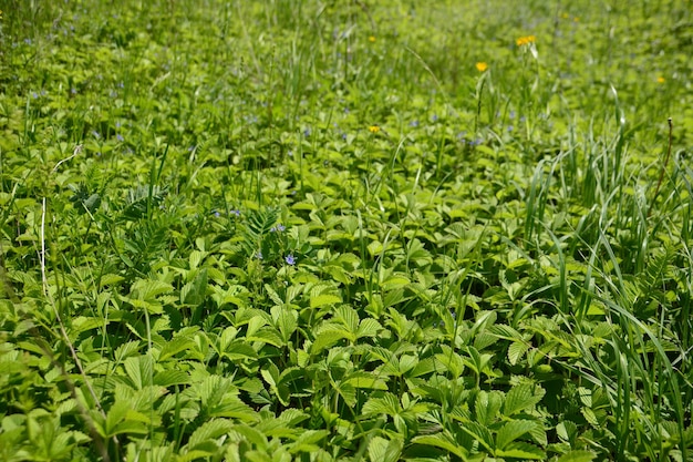 césped con fresas silvestres con hojas verdes aisladas en un día soleado, primer plano