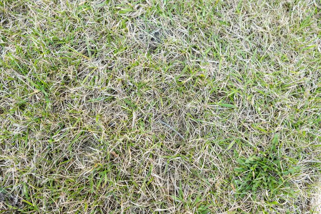 Un césped con hierba seca después de la escarificación y aireación invernal