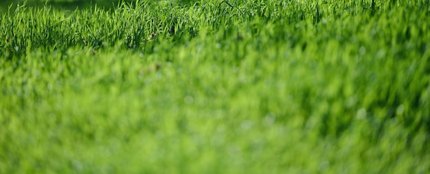 Césped con hierba verde y exuberante en el parque en un día de primavera, pancarta. enfoque selectivo