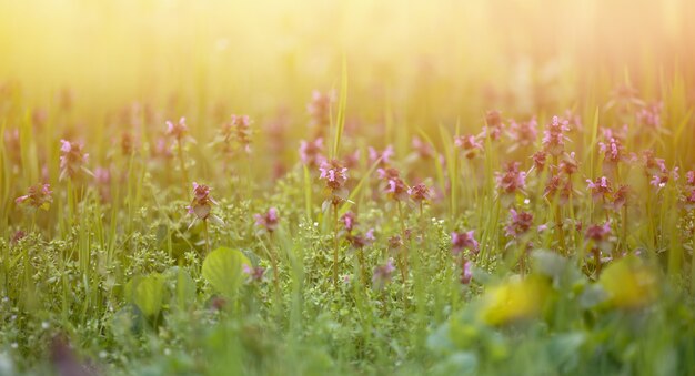 Césped con hierba verde y flores en los rayos del sol poniente