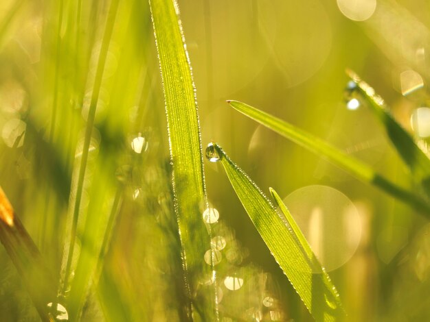 Césped. Hierba verde fresca con primer plano de gotas de rocío. Sol. Enfoque suave. Fondo de naturaleza abstracta