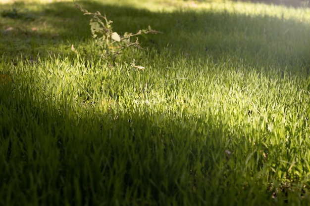 Césped de hierba verde sobre el que caen los rayos del sol