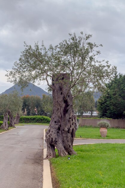 Césped en el hotel y olivos