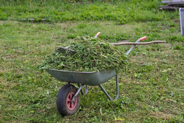 En el césped del jardín hay una carretilla llena de hierba recién cortada. En una carretilla con un rastrillo para césped