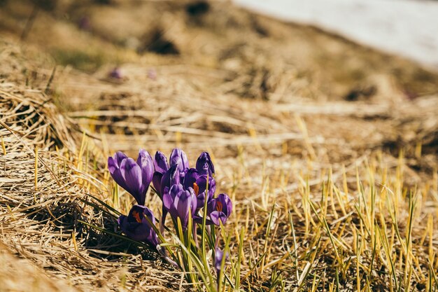 Césped en las montañas con flores de azafrán púrpura primavera