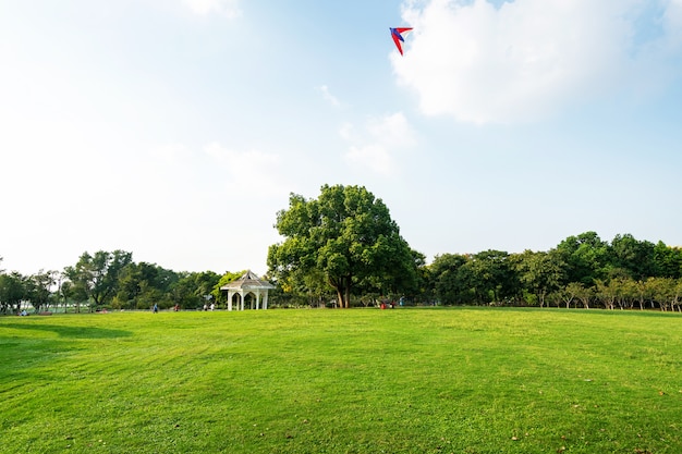 Foto césped en el parque verde