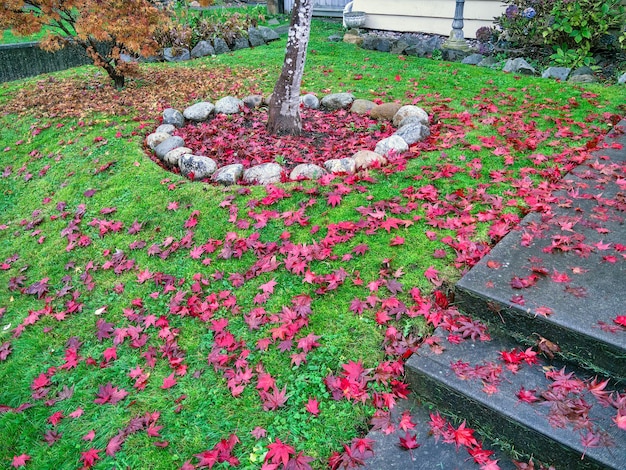 Césped del patio delantero cubierto con hojas de arce rojas