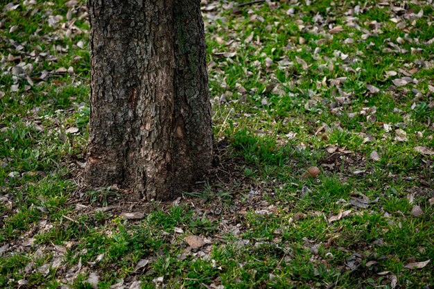 Foto césped y postes de madera en el parque