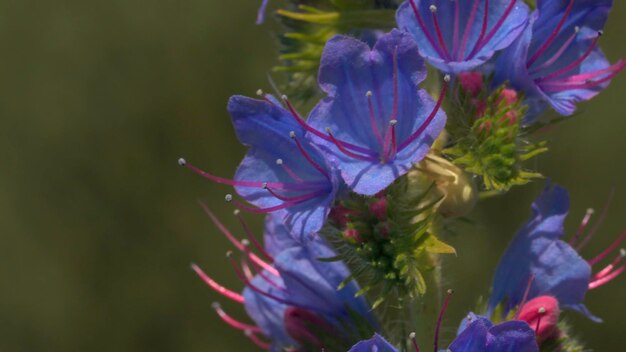 Foto césped de prado de verano y hierbas creativas de cerca de hermosas flores púrpuras que crecen en el borroso