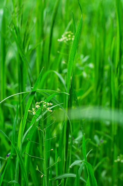 Césped de primavera