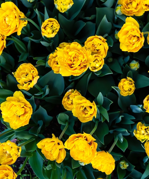 Foto césped con tulipanes amarillos, vista superior