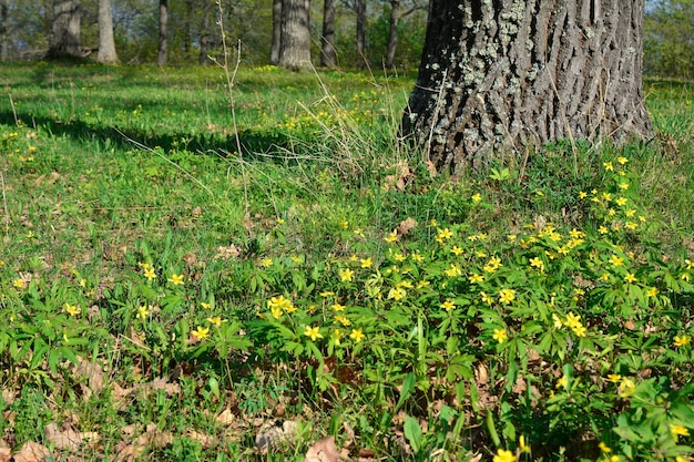 césped verde en el bosque con flores amarillas brillantes al lado del espacio de copia del tronco del árbol