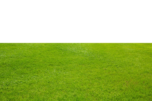 césped verde fresco aislado sobre un fondo blanco