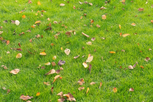 Foto césped verde y hojas caídas, caída