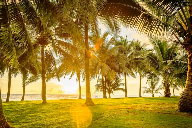 Césped verde con palmeras junto al mar, paisaje tropical