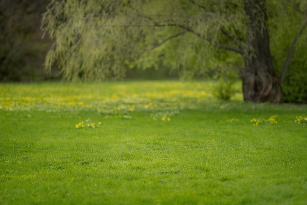 Césped verde en el parque de la ciudad