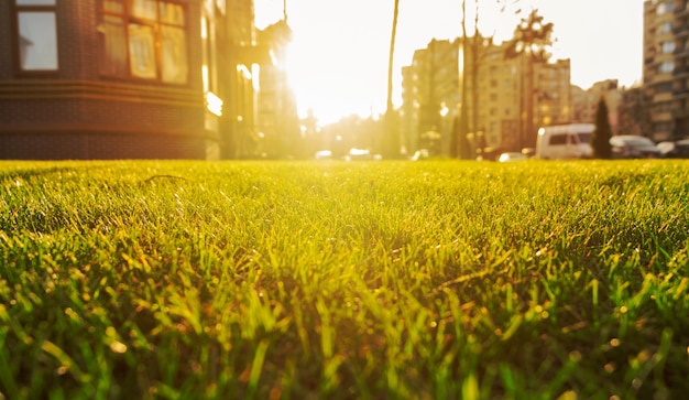 Césped verde en el patio de un complejo residencial contra una hermosa puesta de sol.