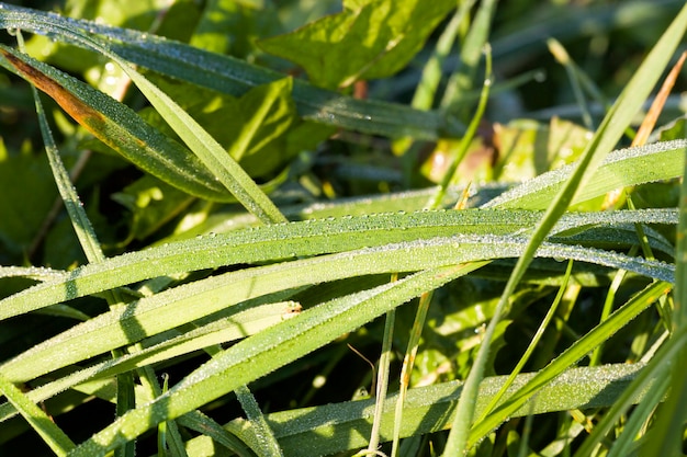 Césped verde