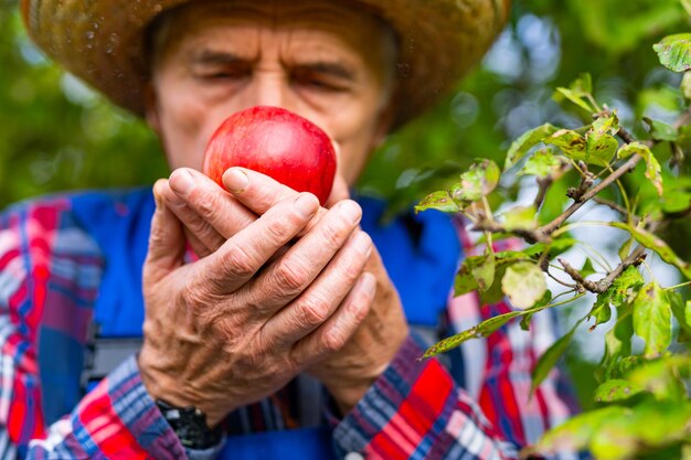 Cesta agrícola de colheita de árvores de fruta fresca orgânica no pomar de maçã