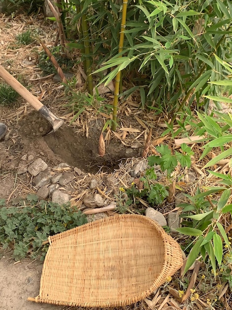 Una cesta de bambú está tirada en el suelo junto a una planta de bambú.