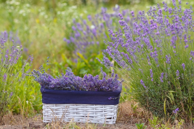 Foto cesta branca com lavanda no campo