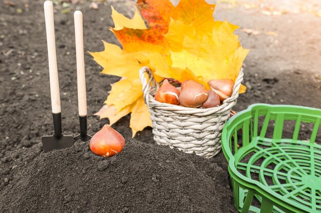 Cesta con bulbos de tulipán y herramientas para jardinería exterior plantar flores bulbosas en el suelo