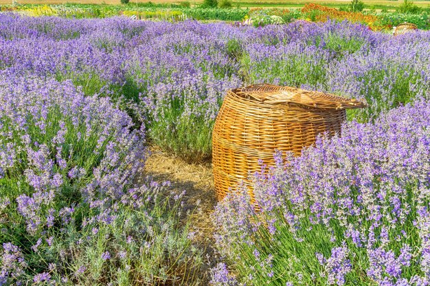 Cesta en el campo de lavanda