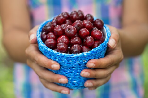 Foto cesta con cereza en manos de mujer