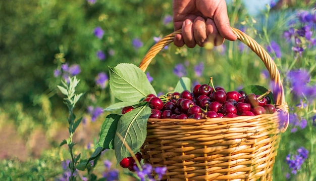 Foto cesta con cerezas en mano