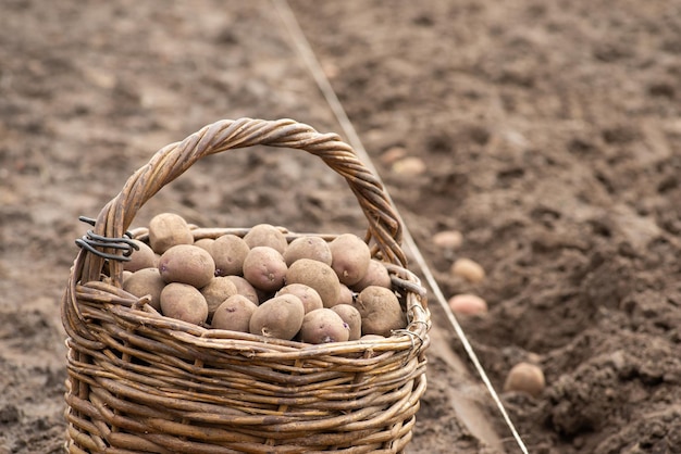 Cesta cheia de batatas perto da fileira ao fundo Plantando o conceito de batata