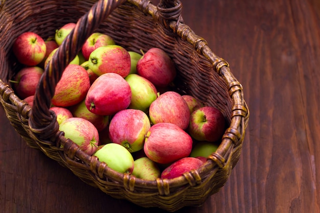 Cesta cheia de colheita fresca de maçãs maduras jardim doce