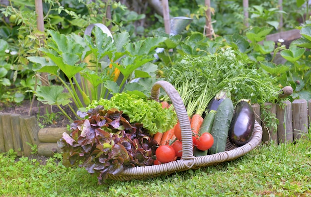 Cesta cheia de legumes de frescura, colocar na grama na frente de uma horta