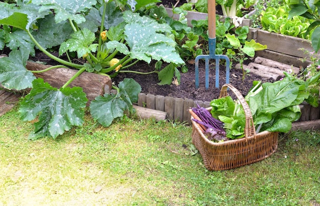 Cesta cheia de vegetais frescos colocados na grama ao lado de hortaliças em um jardim